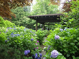 池横四阿のアジサイ