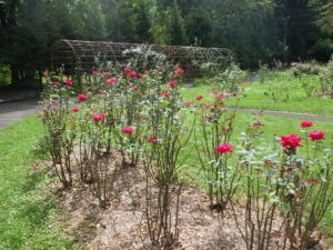 花木園のバラ