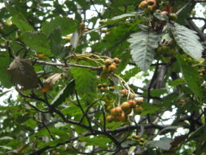 カワシロナナカマドの実