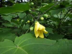野草園のキレンゲショウマ