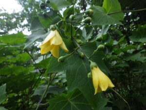 野草園キレンゲショウマ2つ