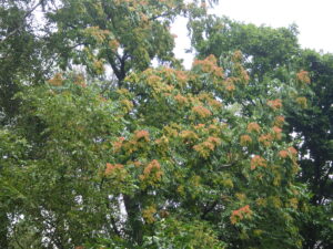 シンジュノキの実