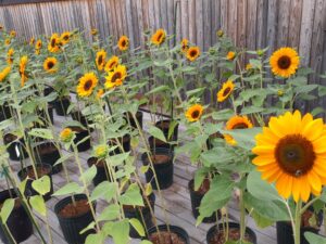 ルーフ ヒマワリ サンリッチバレンシア