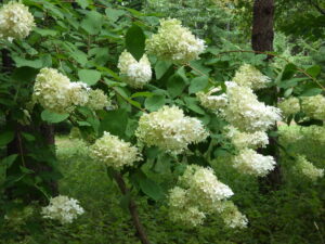 大きな房状の花のミナズキ
