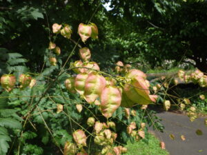 モクゲンジの実