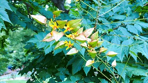 モクゲンジ花が実に