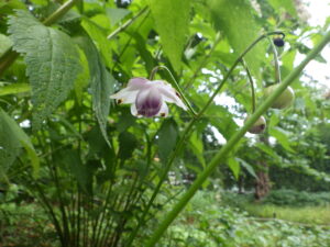野草園レンゲショウマ