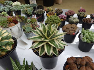 アガベ’ピンキー’