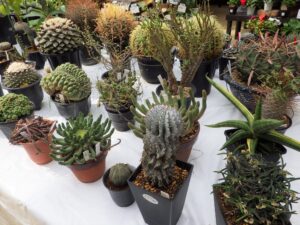 サボテンと多肉植物展