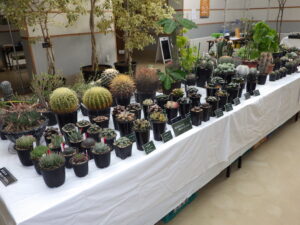 サボテンと多肉植物展　