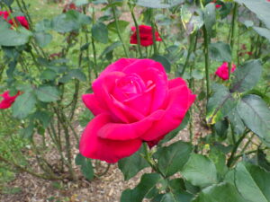 アレックスレッド