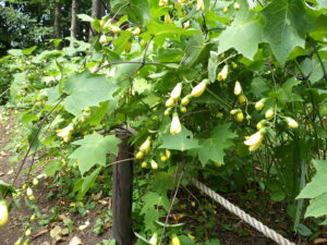 キレンゲショウマ