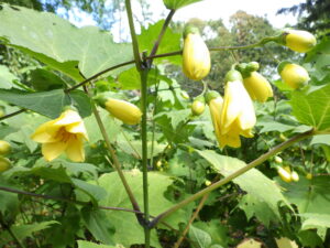 キレンゲショウマ