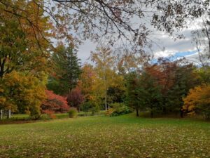 芝生広場横園路から新芝生のメタセコイヤ方向