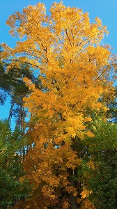 黄金に紅葉するヒッコリーの樹