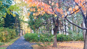 地下鉄1番出口横園路から見える紅葉