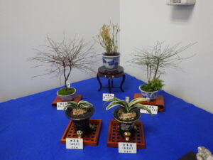 秋のミニ盆栽と山野草展の古典園芸のコーナー