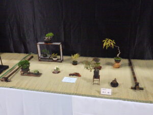 盆栽展_小さな盆栽が並ぶ席