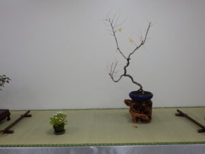 秋の風流盆栽展