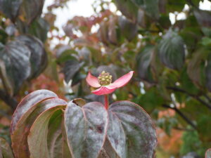 ヤマボウシサトミの花と紅葉