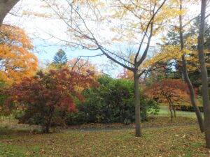 リョウブシダレモミジ