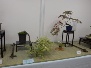 盆栽展_斑入りフジの席 