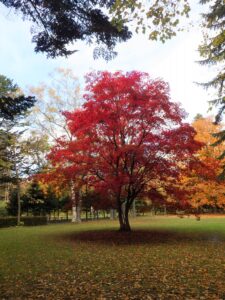 芝生広場ノムラカエデ