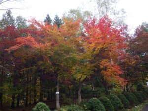 藤棚北ヤマモミジ