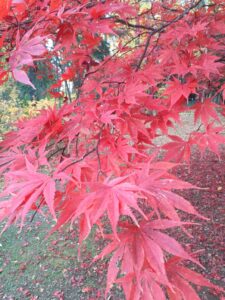 赤いノムラカエデ