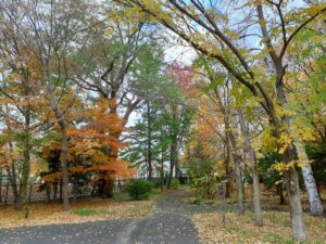 きたえーる横苗圃前の紅葉