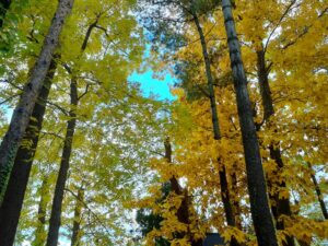 センター横ヒッコリーとクルミ