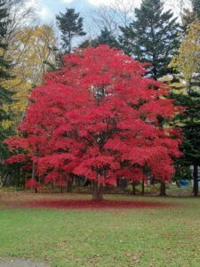 芝生広場ノムラカエデ