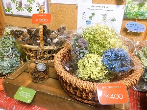 アジサイパック販売始めました