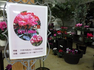 シクラメン展