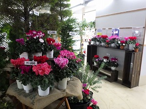 シクラメン展
