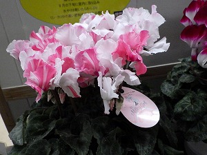 シクラメン展