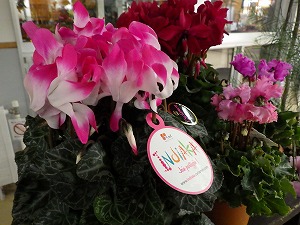 シクラメン展