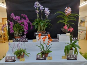 洋ラン展上位入賞