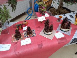 松ぼっくりのカドマツ