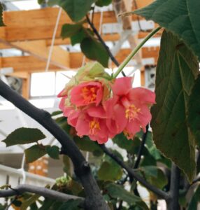 咲き始めのドンベヤ