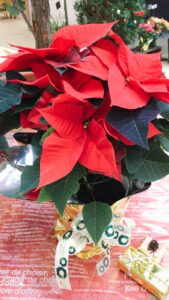 赤いポインセチア