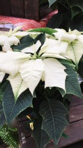 白いポインセチア