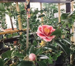 ツバキ　’タマビーノ’