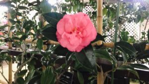 ツバキ‛ジュリーバー’