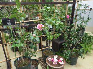 年末年始の緑のセンター休館について