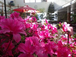 アザレア展全体