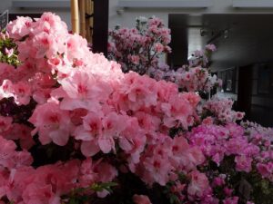 アザレア展　開催＆どら焼きとあんぱん販売