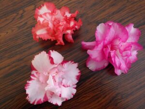 フリンジ咲アザレア