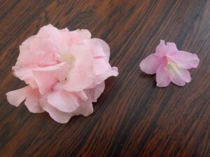 大きさを比較したアザレア