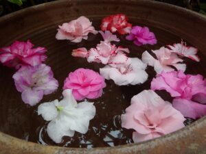 水盤に浮かべられたアザレア